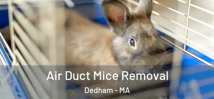  Air Duct Mice Removal Dedham - MA